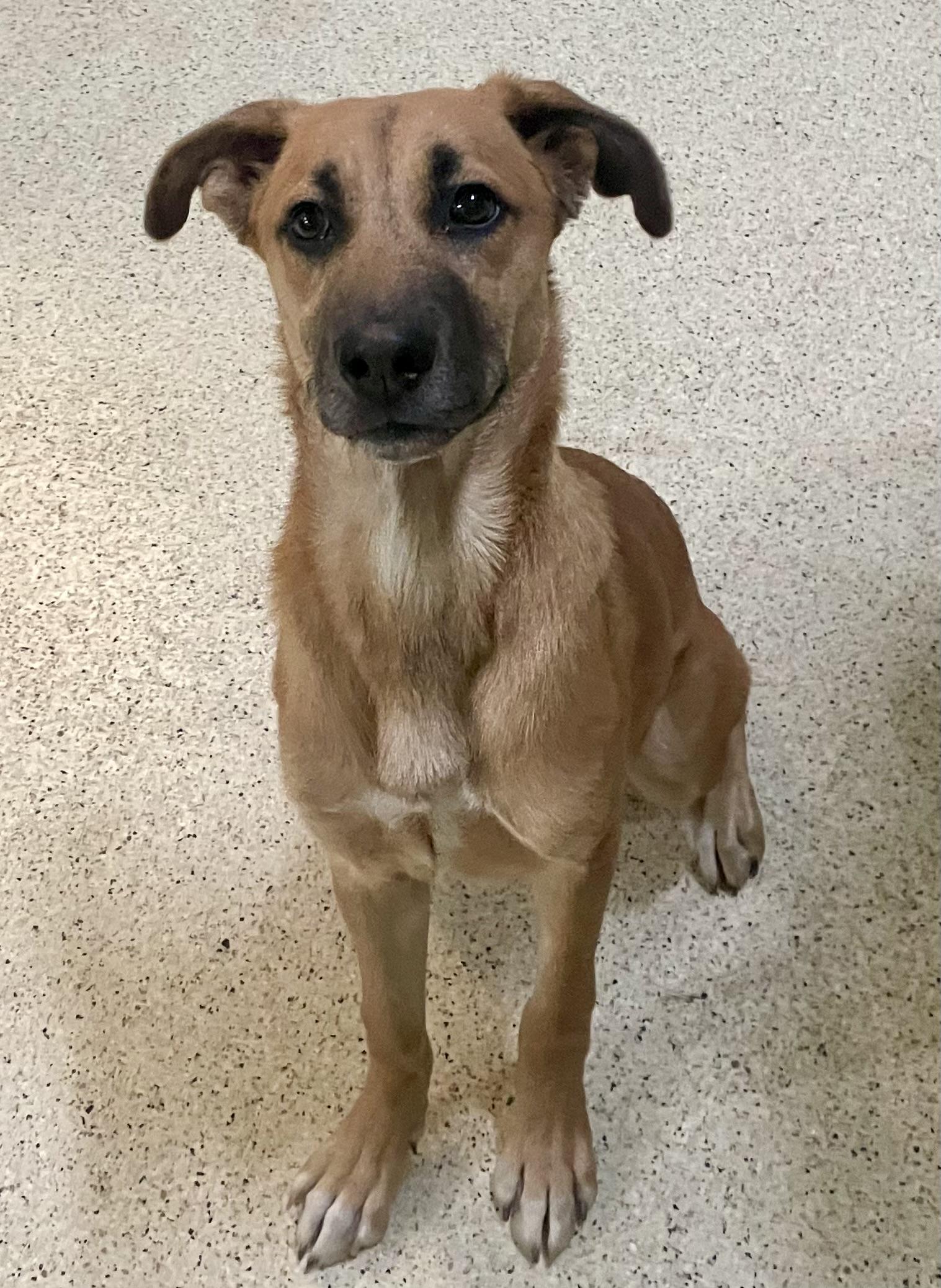 Missy, Young Female Shepherd