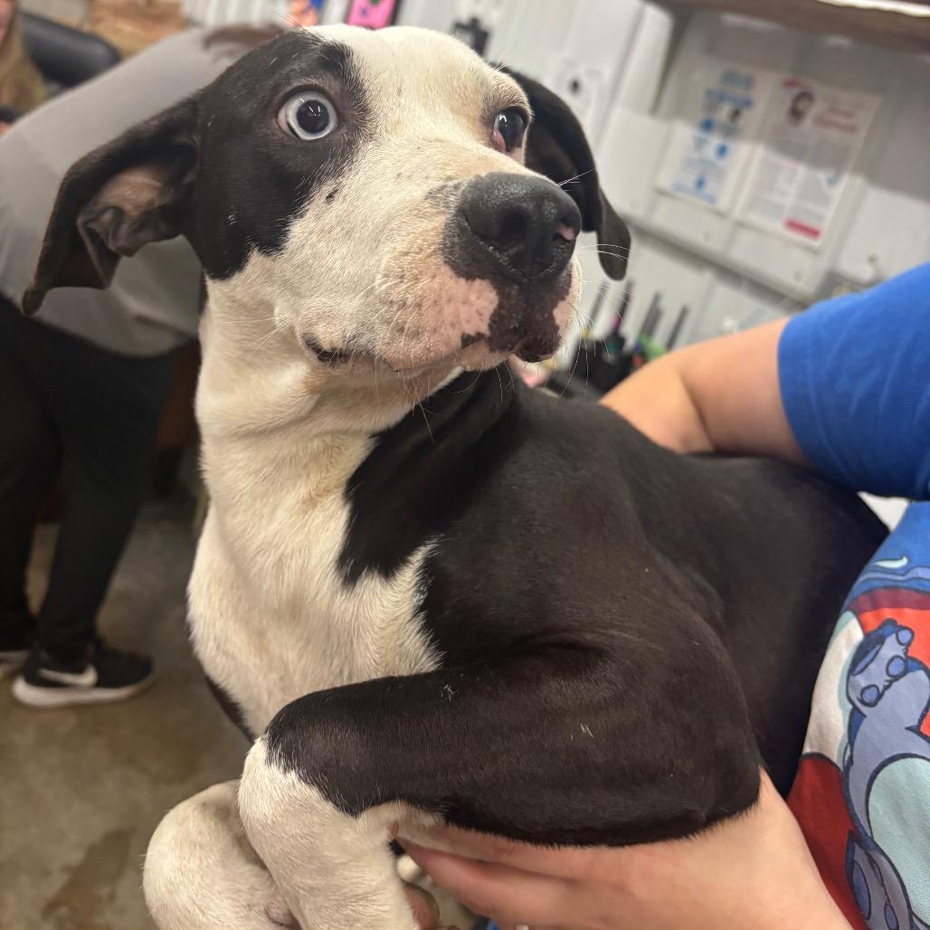 Enlarge Monkee, a Adoptable Mixed Breed in Corbin, KY image 1/3