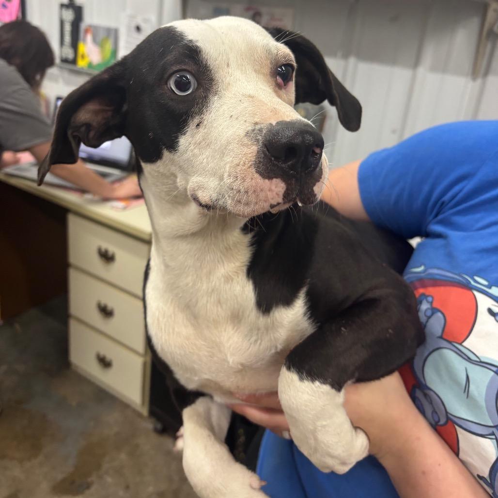 Enlarge Monkee, a Adoptable Mixed Breed in Corbin, KY image 2/3