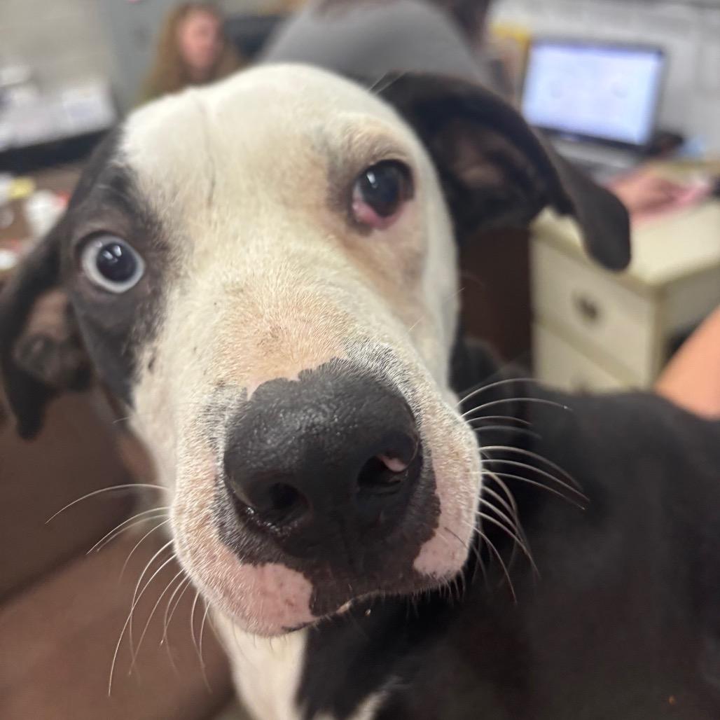 Enlarge Monkee, a Adoptable Mixed Breed in Corbin, KY image 3/3