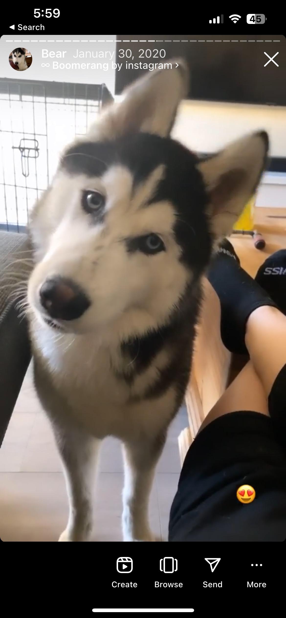 Little Bear, Adoptable, Adult Female Siberian Husky.