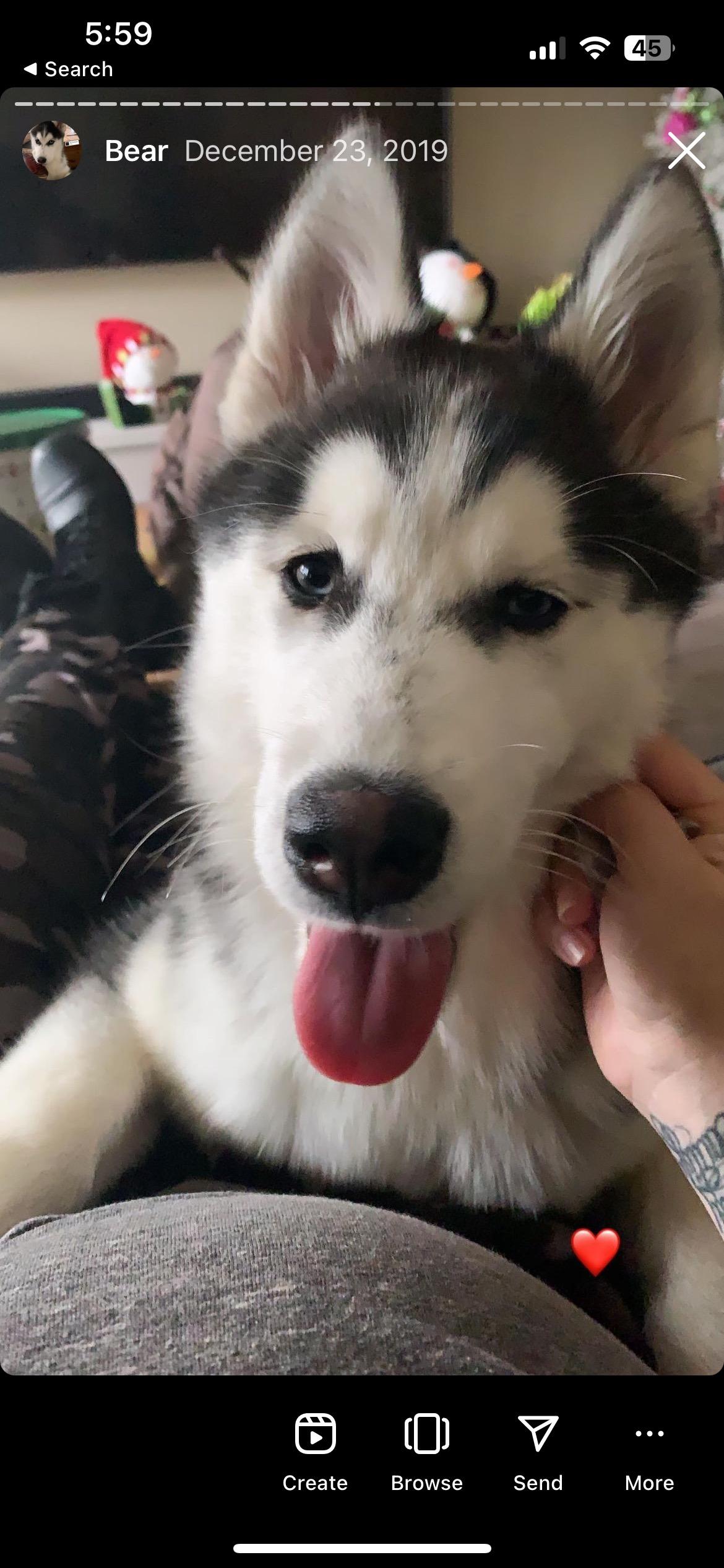 Little Bear, a Adoptable Siberian Husky in Menifee, CA image 2/6