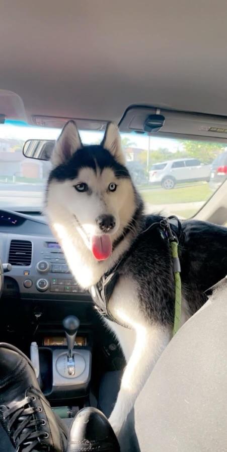 Little Bear, a Adoptable Siberian Husky in Menifee, CA image 3/6