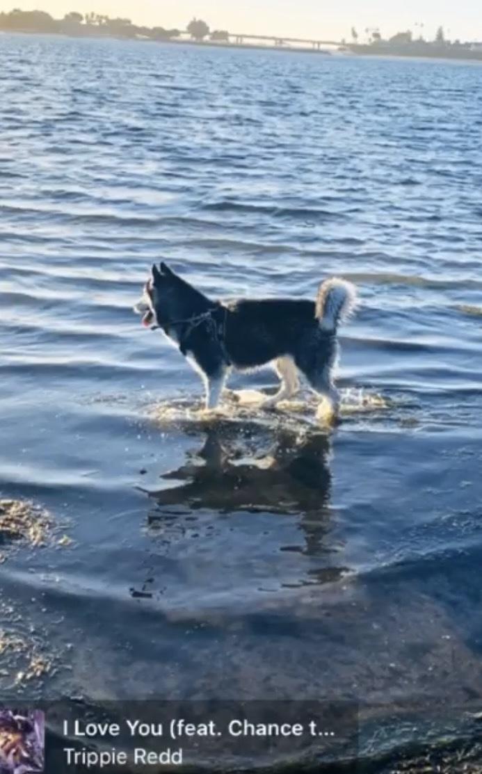 Little Bear, a Adoptable Siberian Husky in Menifee, CA image 4/6