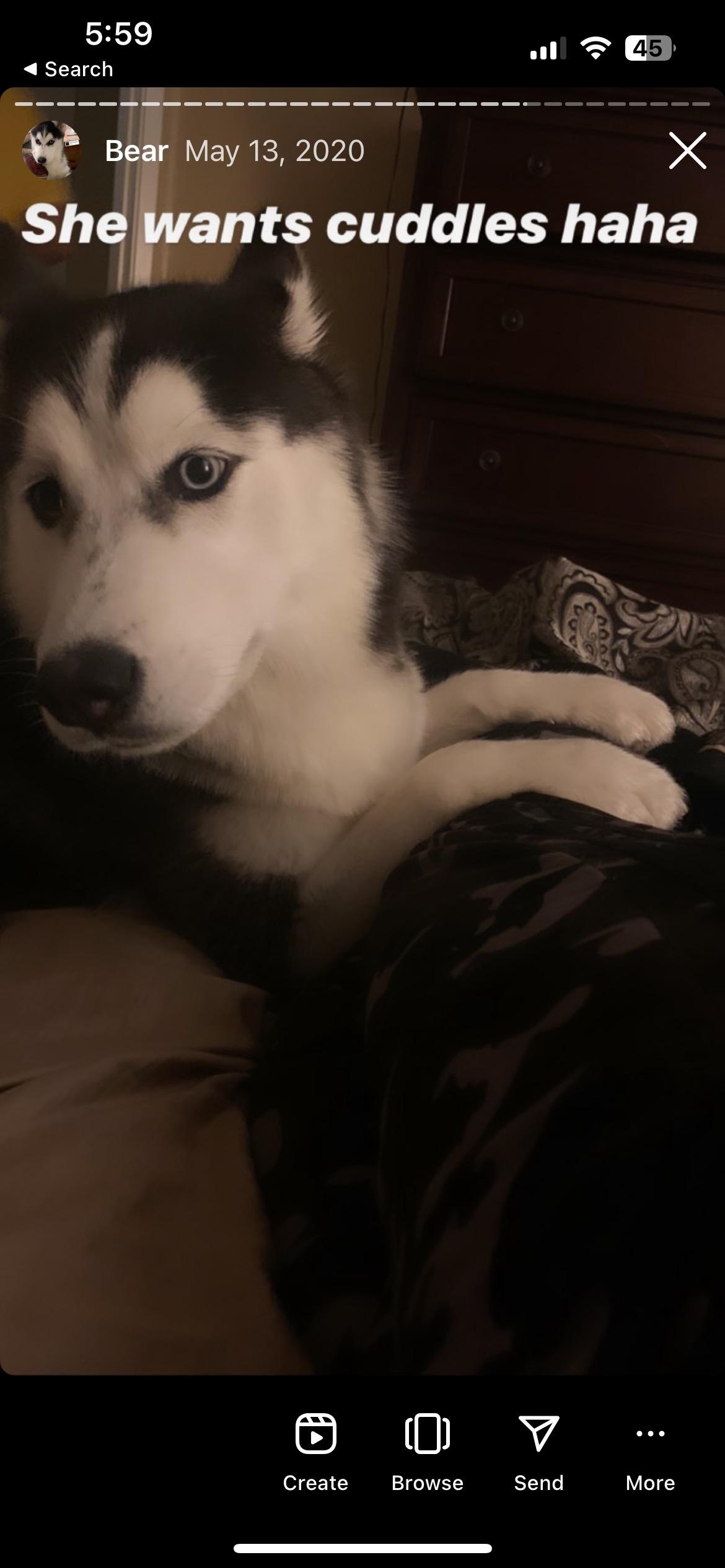 Little Bear, a Adoptable Siberian Husky in Menifee, CA image 5/6