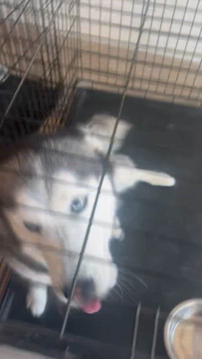 Enlarge Little Bear, a Adoptable Siberian Husky in Menifee, CA video 6/6
