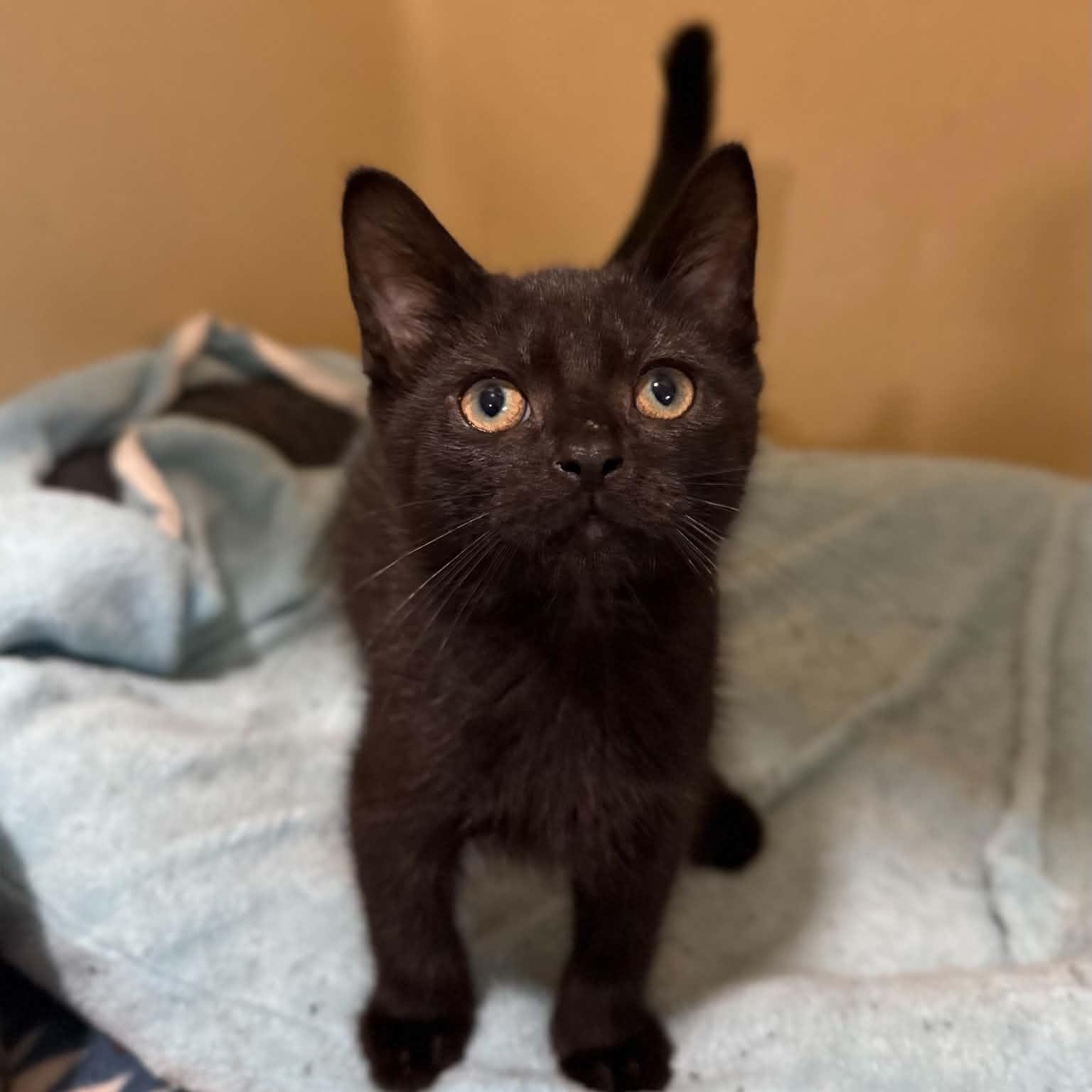 Squirtle, ADOPTABLE, Kitten Male Domestic Short Hair.