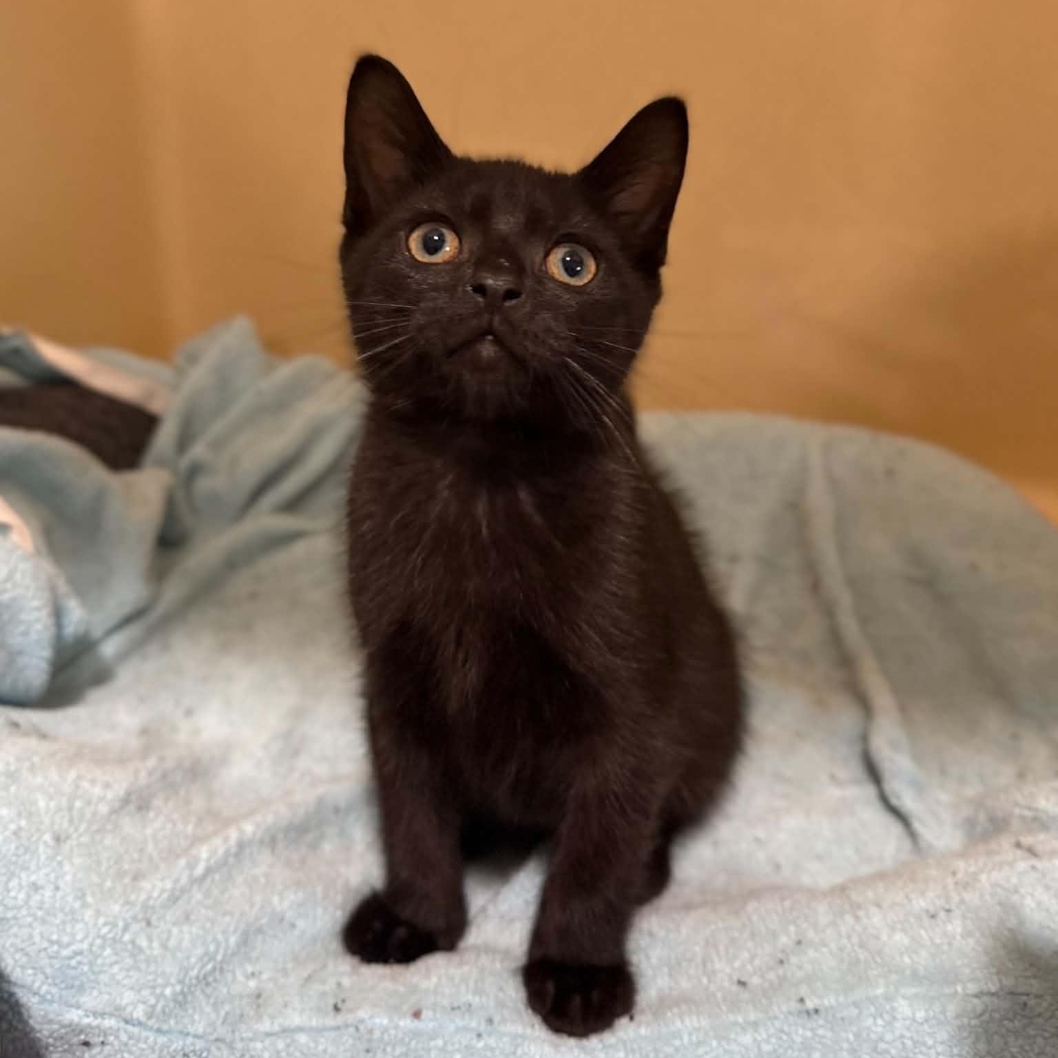 Squirtle, a ADOPTABLE mixed breed in Penn Yan, NY image 3/6
