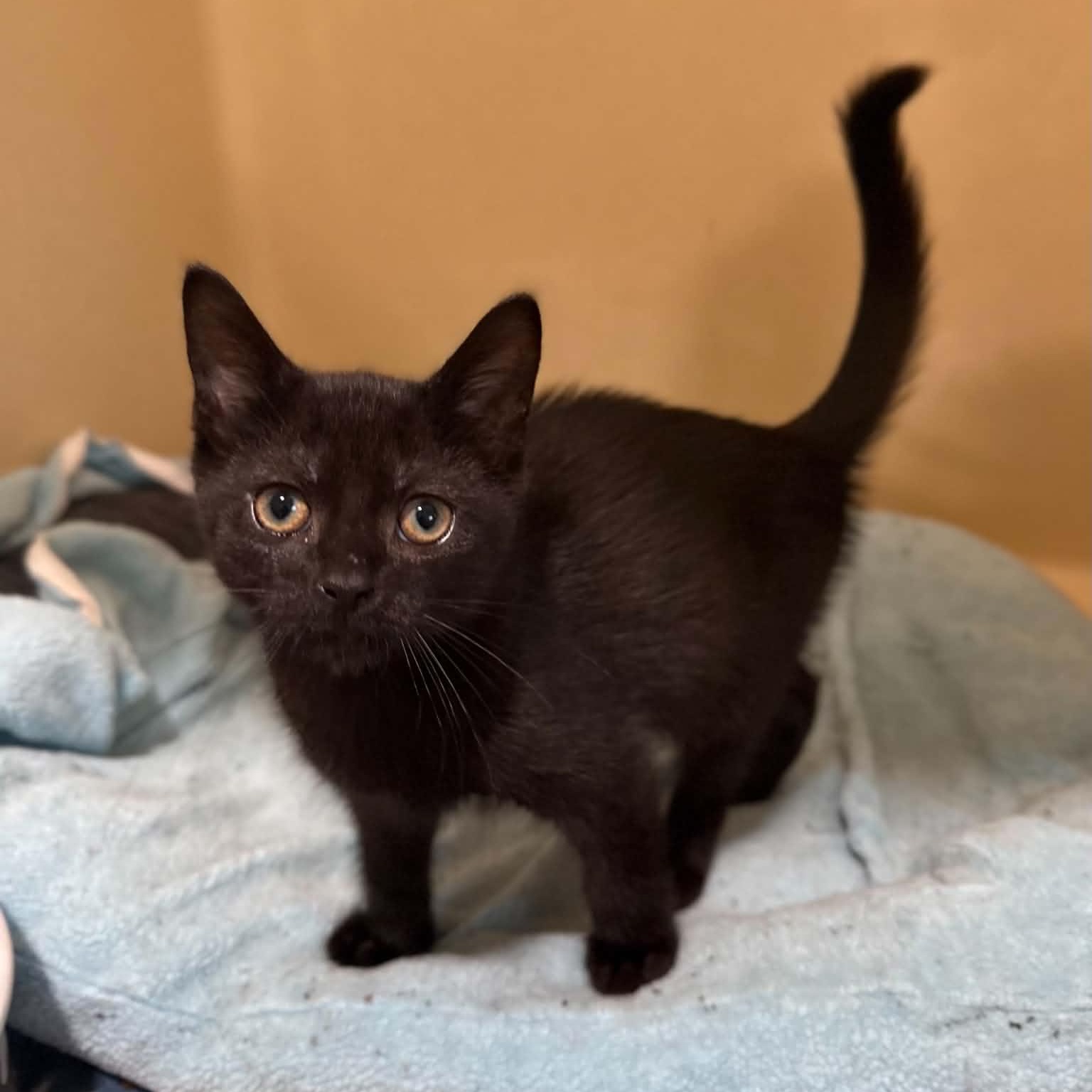 Squirtle, a ADOPTABLE mixed breed in Penn Yan, NY image 6/6