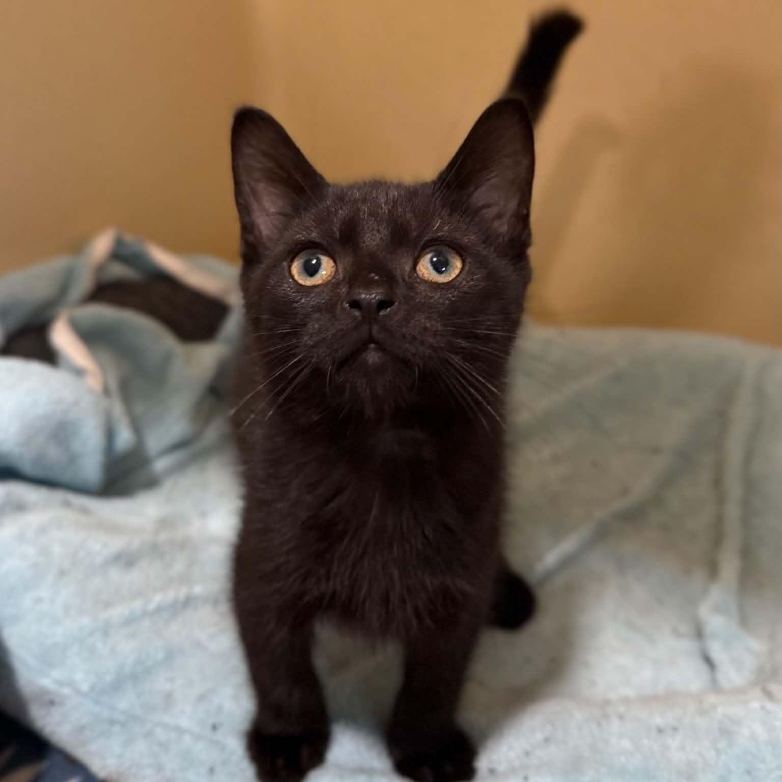 Squirtle, a ADOPTABLE mixed breed in Penn Yan, NY image 2/6