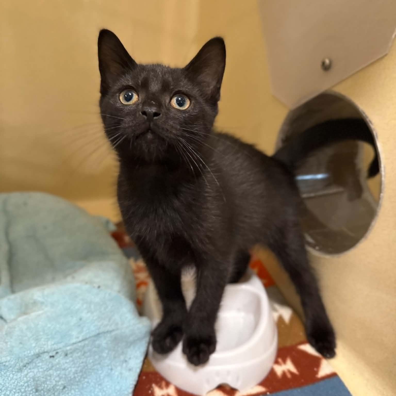 Squirtle, a ADOPTABLE mixed breed in Penn Yan, NY image 4/6