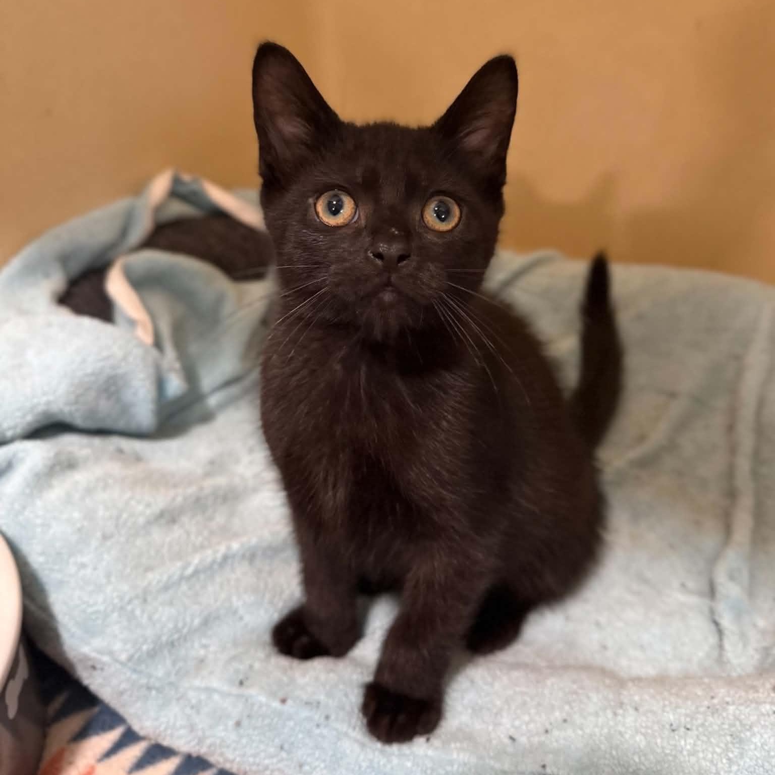 Squirtle, a ADOPTABLE mixed breed in Penn Yan, NY image 5/6