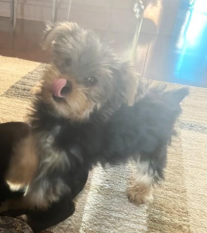 Enlarge Zeus, an adopted mixed breed in Cumming, GA image 1/3