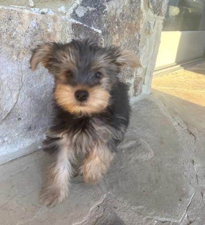 Enlarge Zeus, an adopted mixed breed in Cumming, GA image 2/3