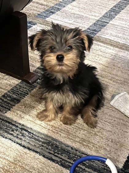 Enlarge Zeus, an adopted mixed breed in Cumming, GA image 3/3