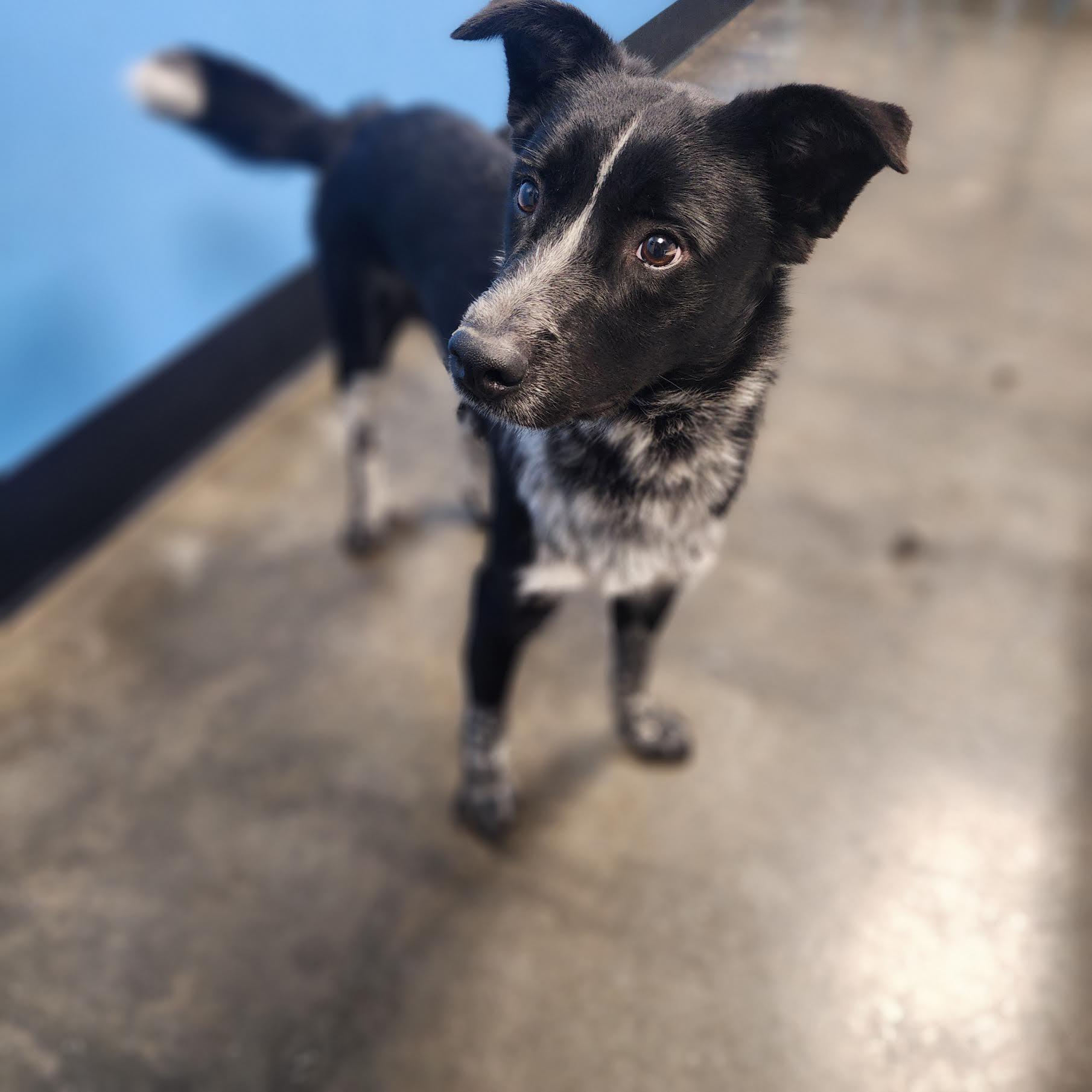 Syd, a ADOPTABLE mixed breed in Cumming, GA image 3/5