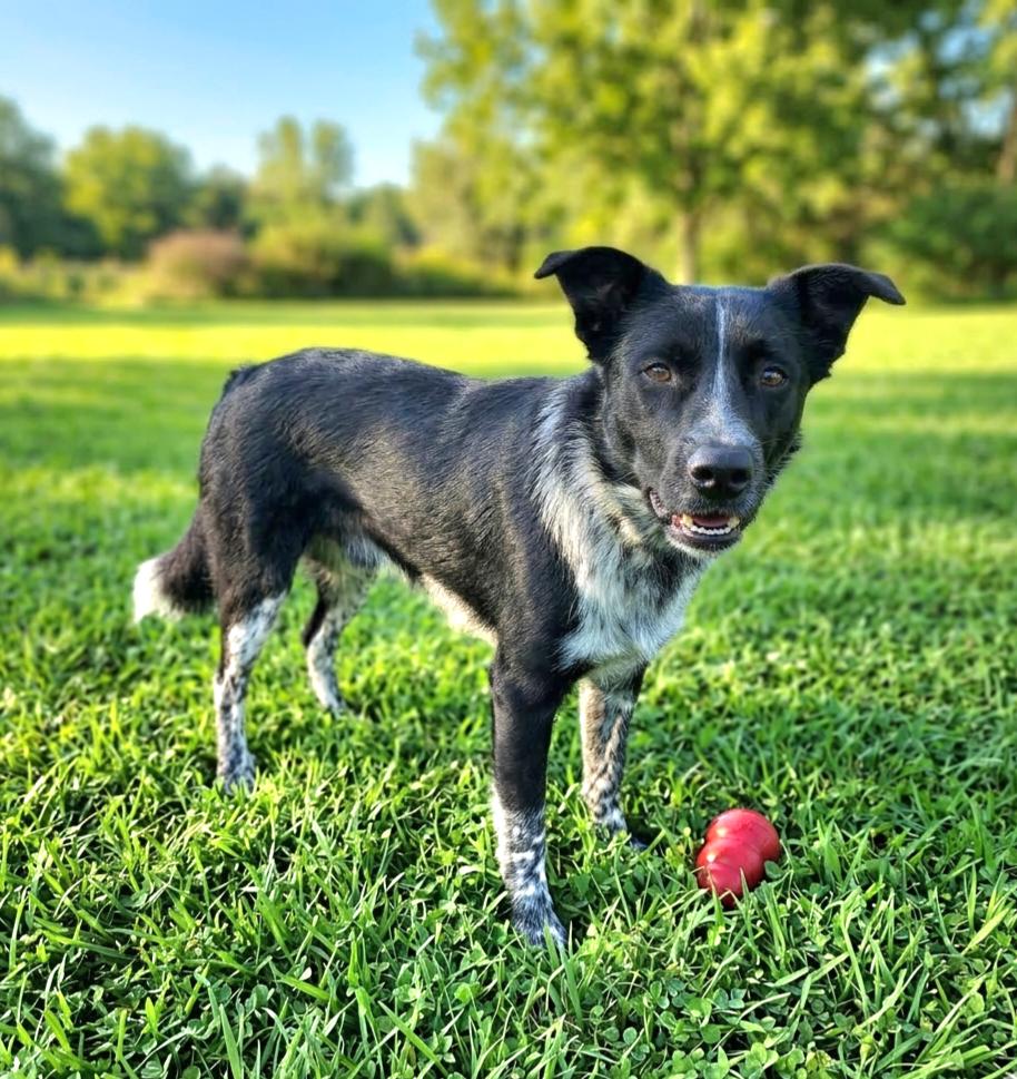 Syd, a ADOPTABLE mixed breed in Cumming, GA image 5/5