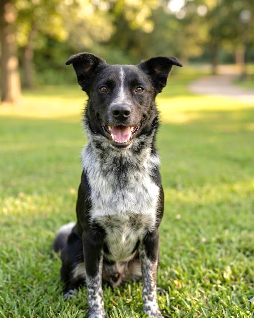 Syd, ADOPTABLE, Young Male Cattle Dog & Border Collie.