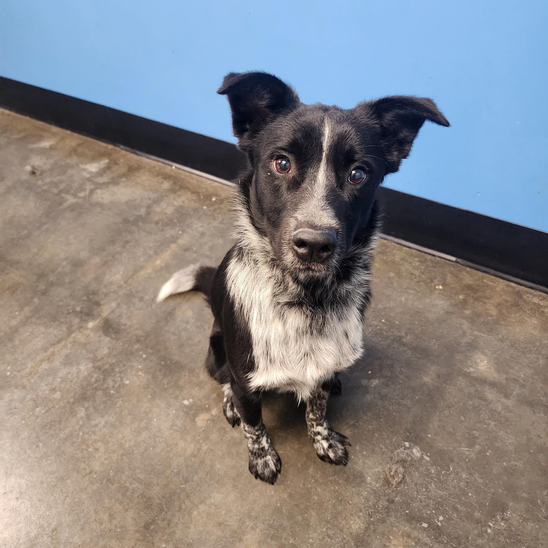 Syd, a ADOPTABLE mixed breed in Cumming, GA image 4/5