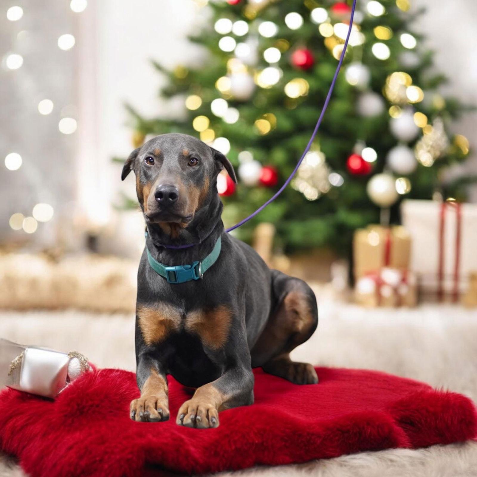 Ryder, Adopted, Young Male Doberman Pinscher.