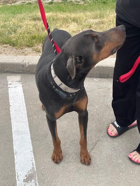 Enlarge Ryder, a Adopted Doberman Pinscher in Omaha, NE image 2/3