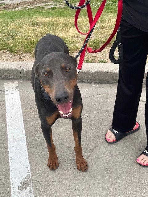 Enlarge Ryder, a Adopted Doberman Pinscher in Omaha, NE image 3/3
