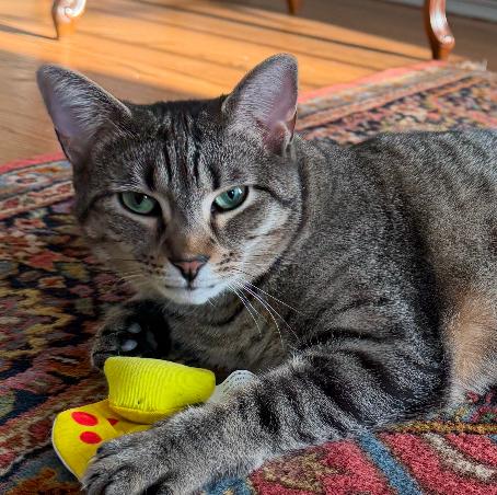 Twiggy, a Adoptable Tabby in Philadelphia, PA image 1/5