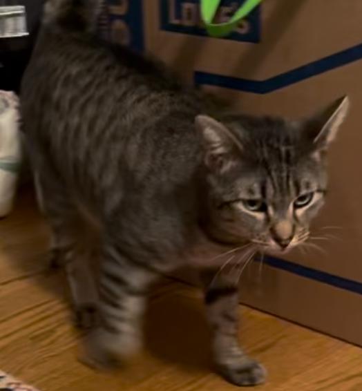 Twiggy, a Adoptable Tabby in Philadelphia, PA image 2/5