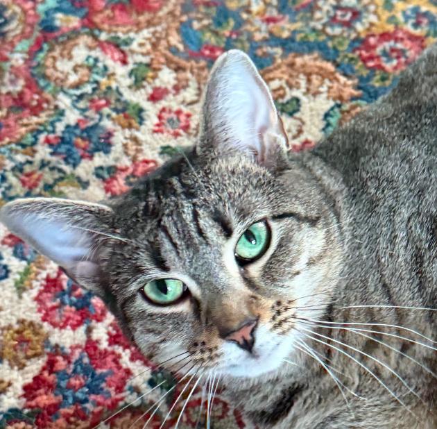 Twiggy, a Adoptable Tabby in Philadelphia, PA image 3/5
