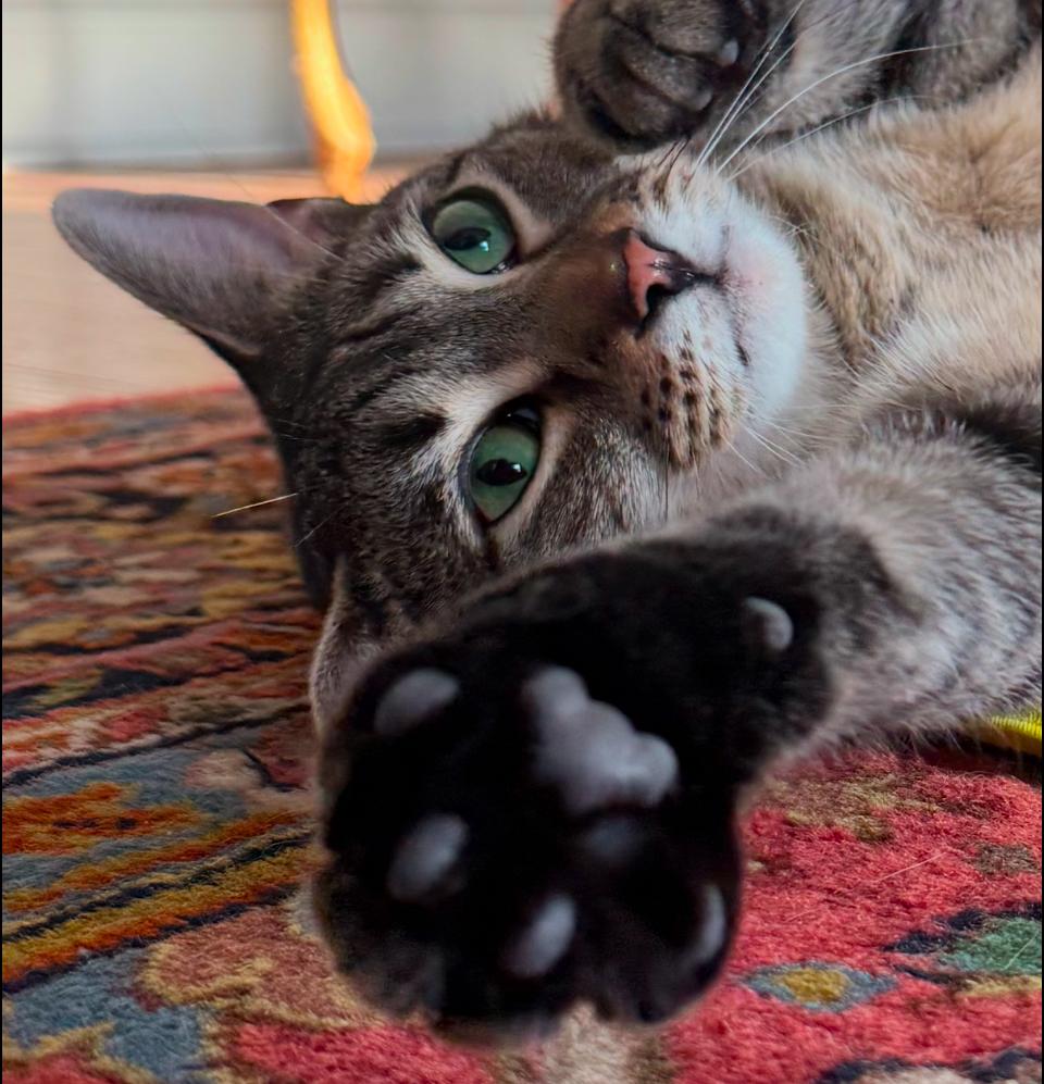 Twiggy, a Adoptable Tabby in Philadelphia, PA image 4/5