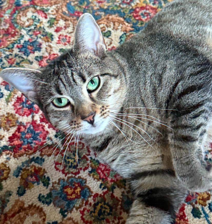 Twiggy, Adoptable, Young Female Tabby.