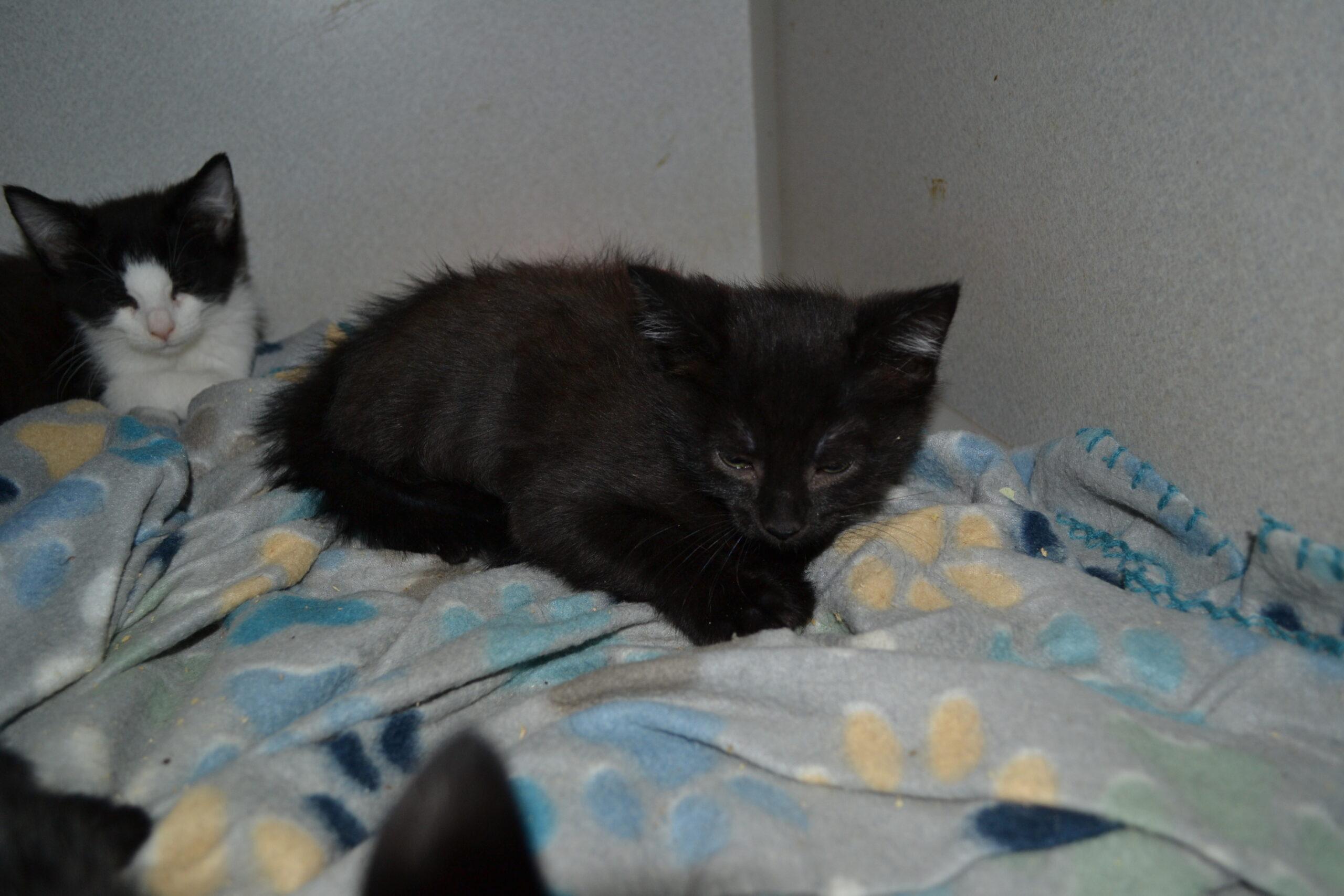 Mouse, Adoptable, Kitten Male Domestic Short Hair.