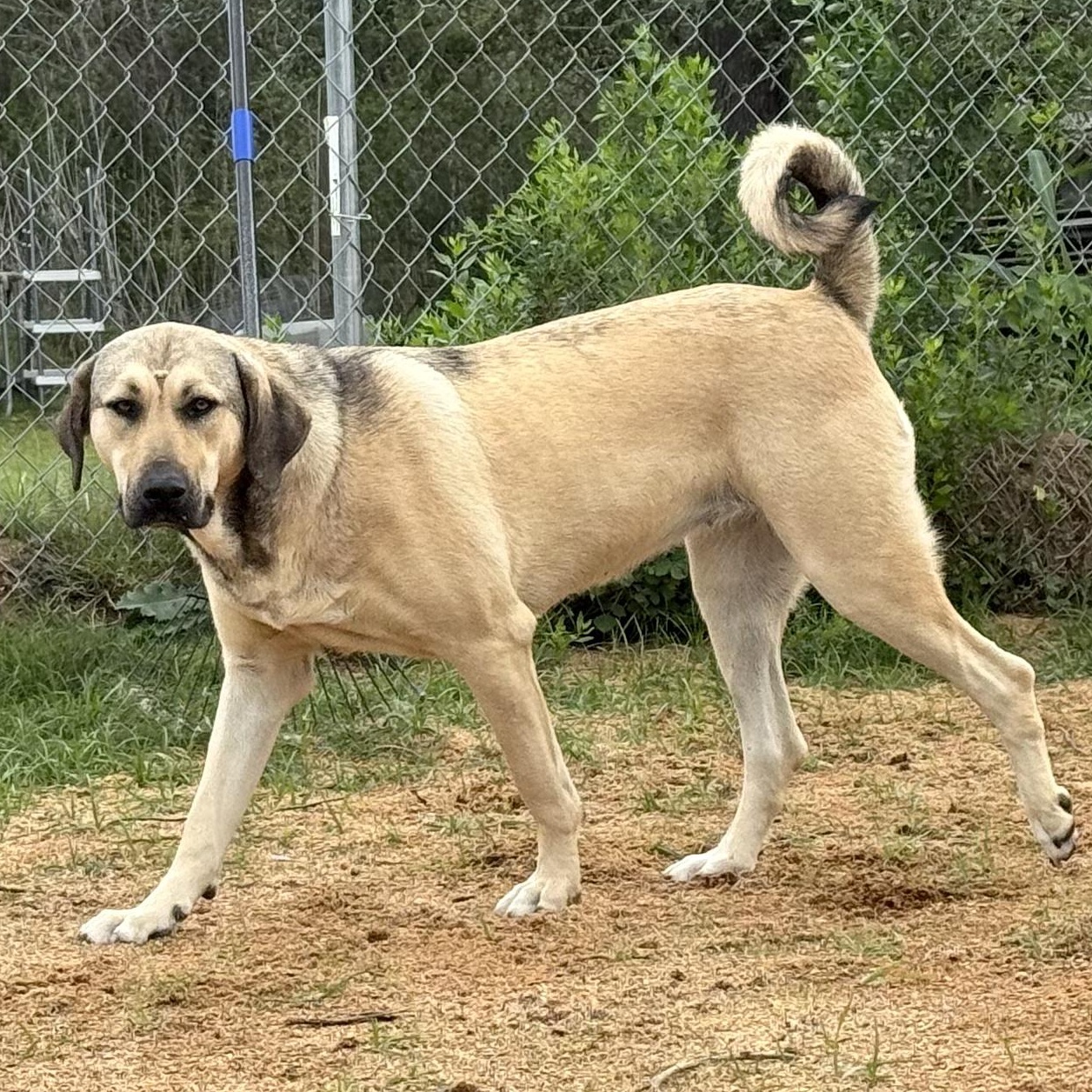 FINLEY, Adoptable, Young Female Anatolian Shepherd & Rhodesian Ridgeback.