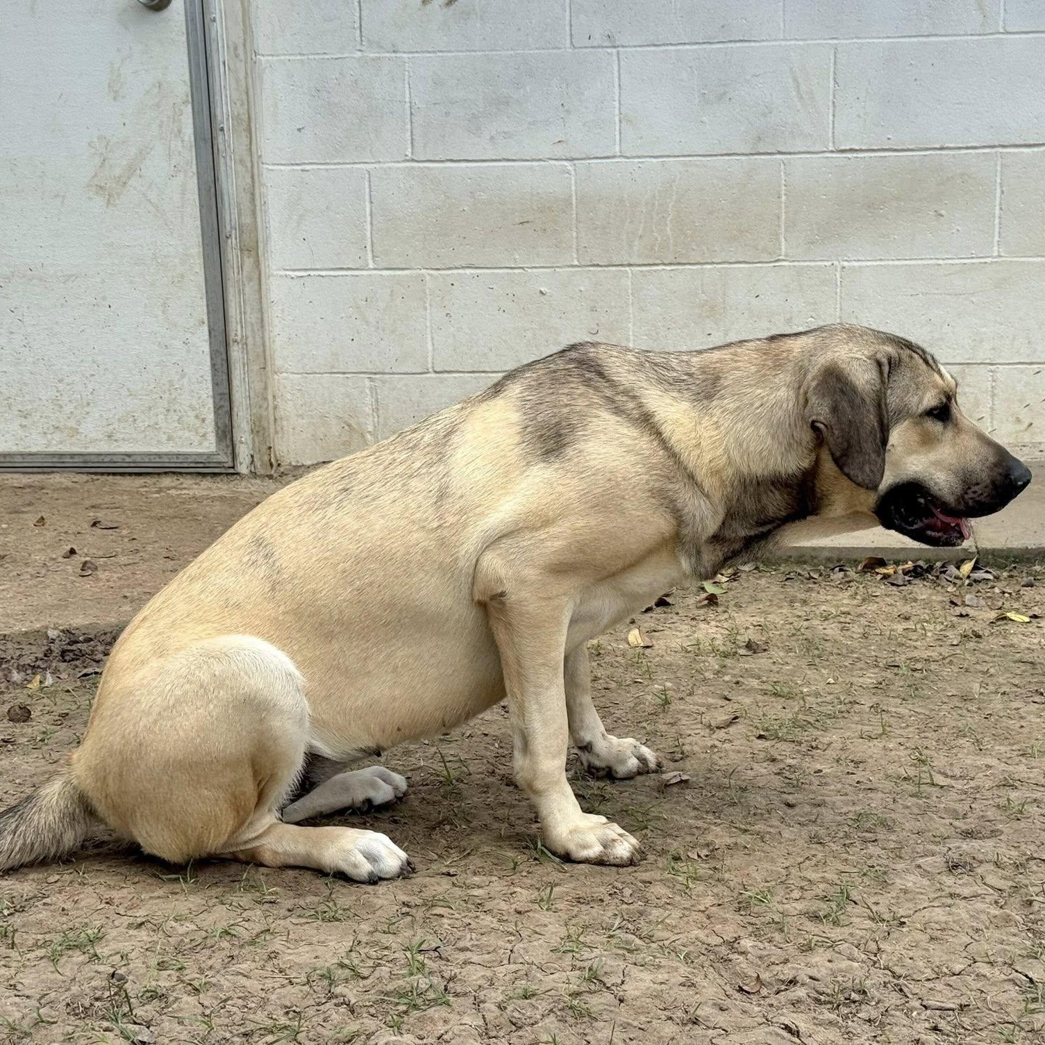 Enlarge FINLEY, a Adoptable mixed breed in Alvin, TX image 5/5