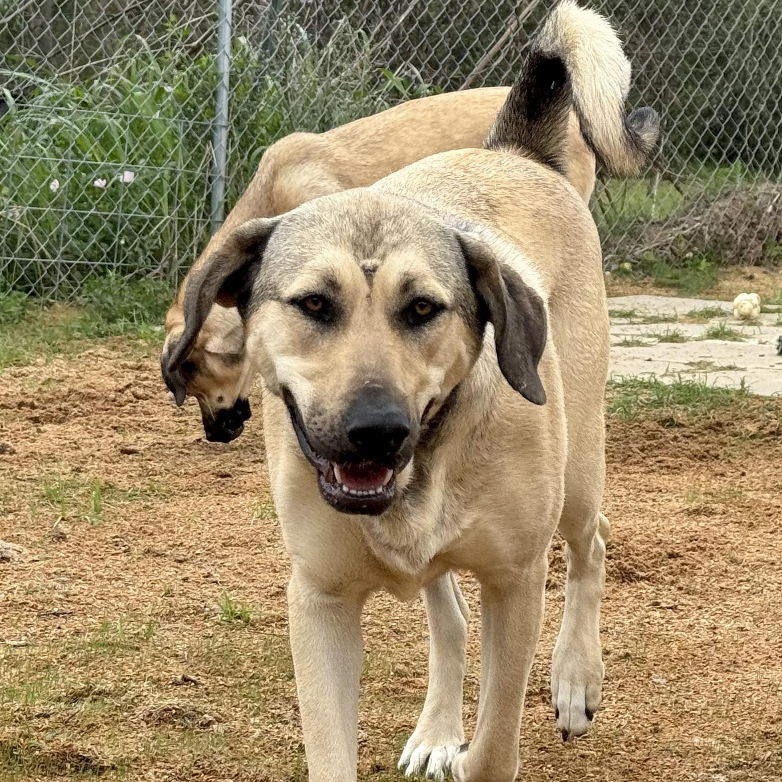 Enlarge FINLEY, a Adoptable mixed breed in Alvin, TX image 2/5
