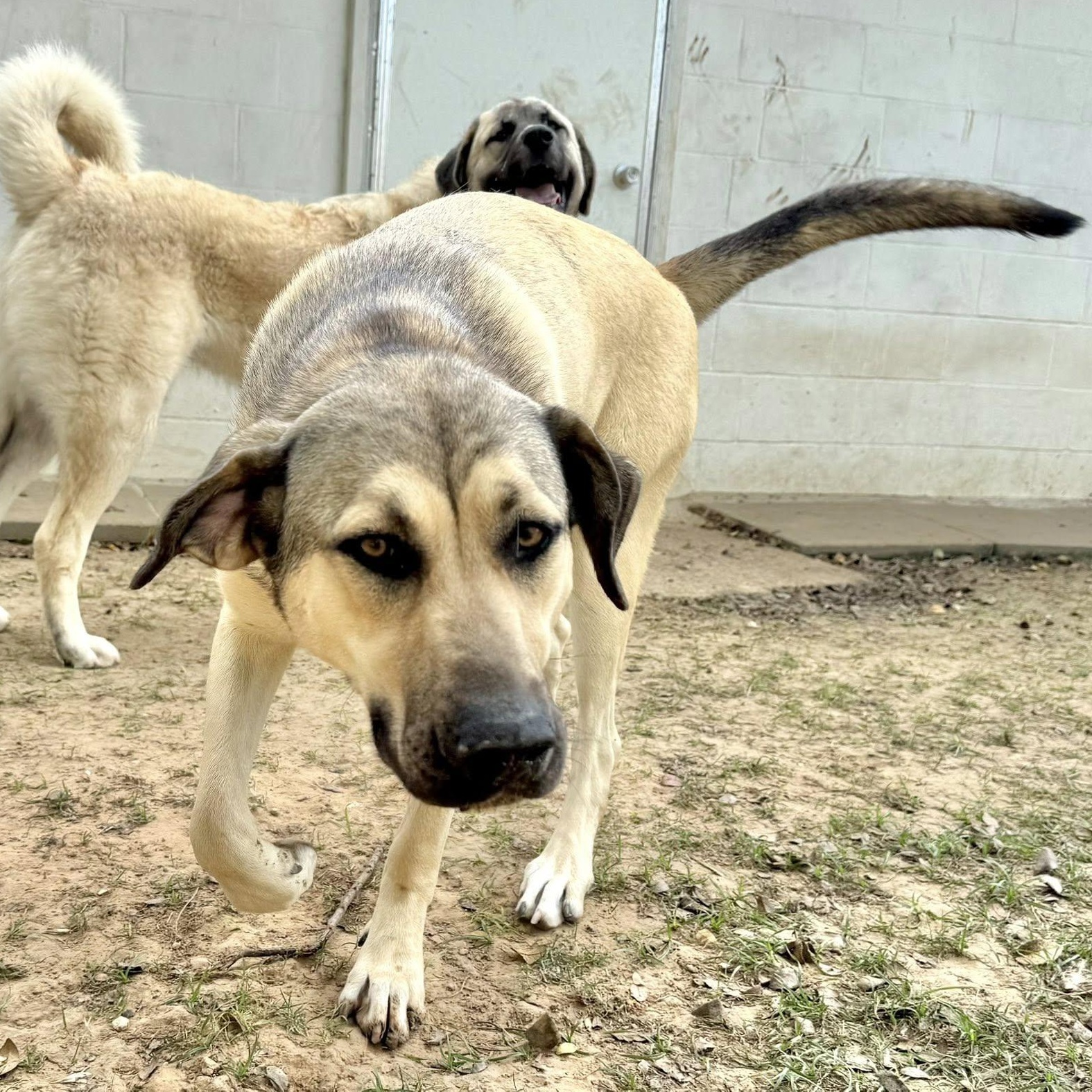 Enlarge FINLEY, a Adoptable mixed breed in Alvin, TX image 4/5