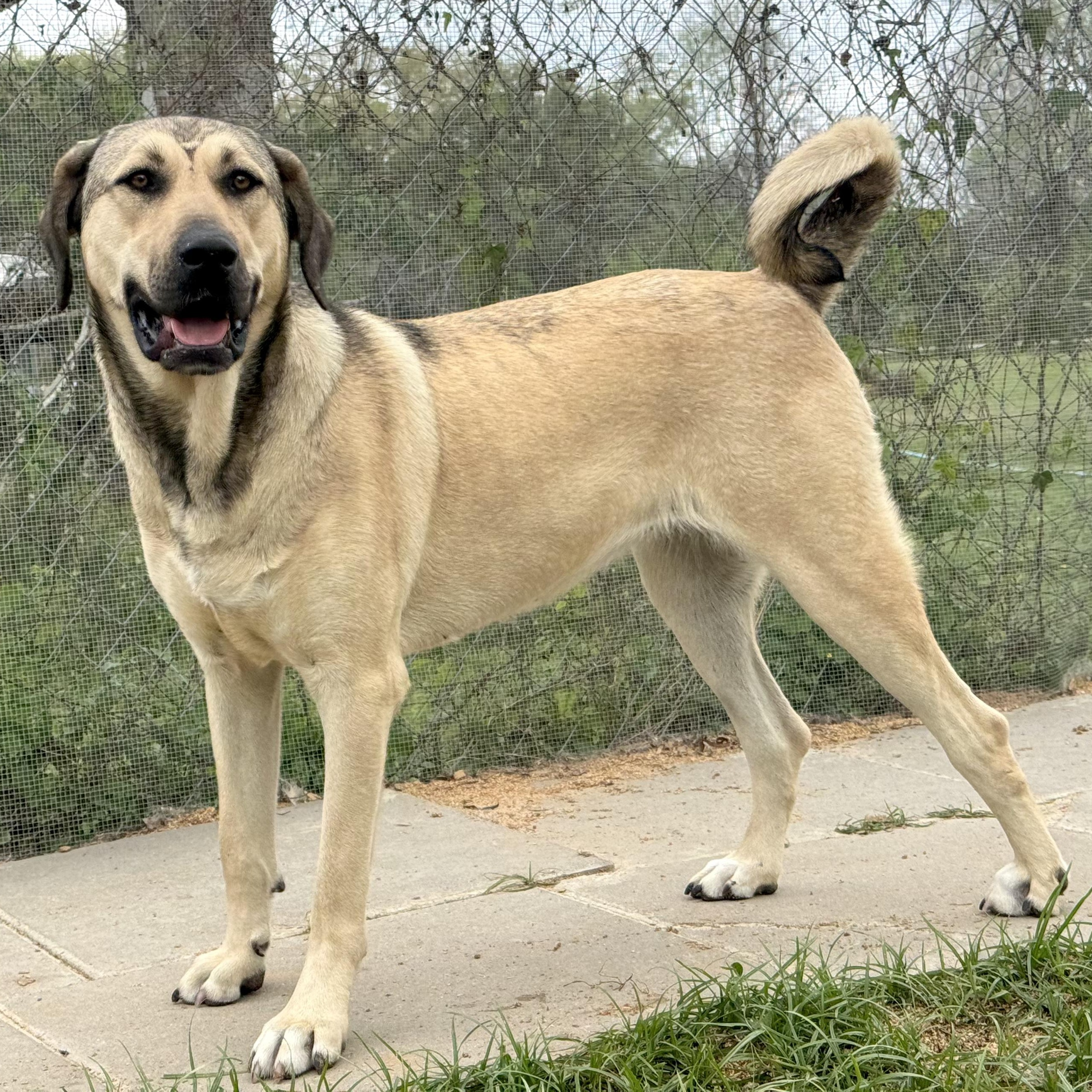 Enlarge FINLEY, a Adoptable mixed breed in Alvin, TX image 3/5