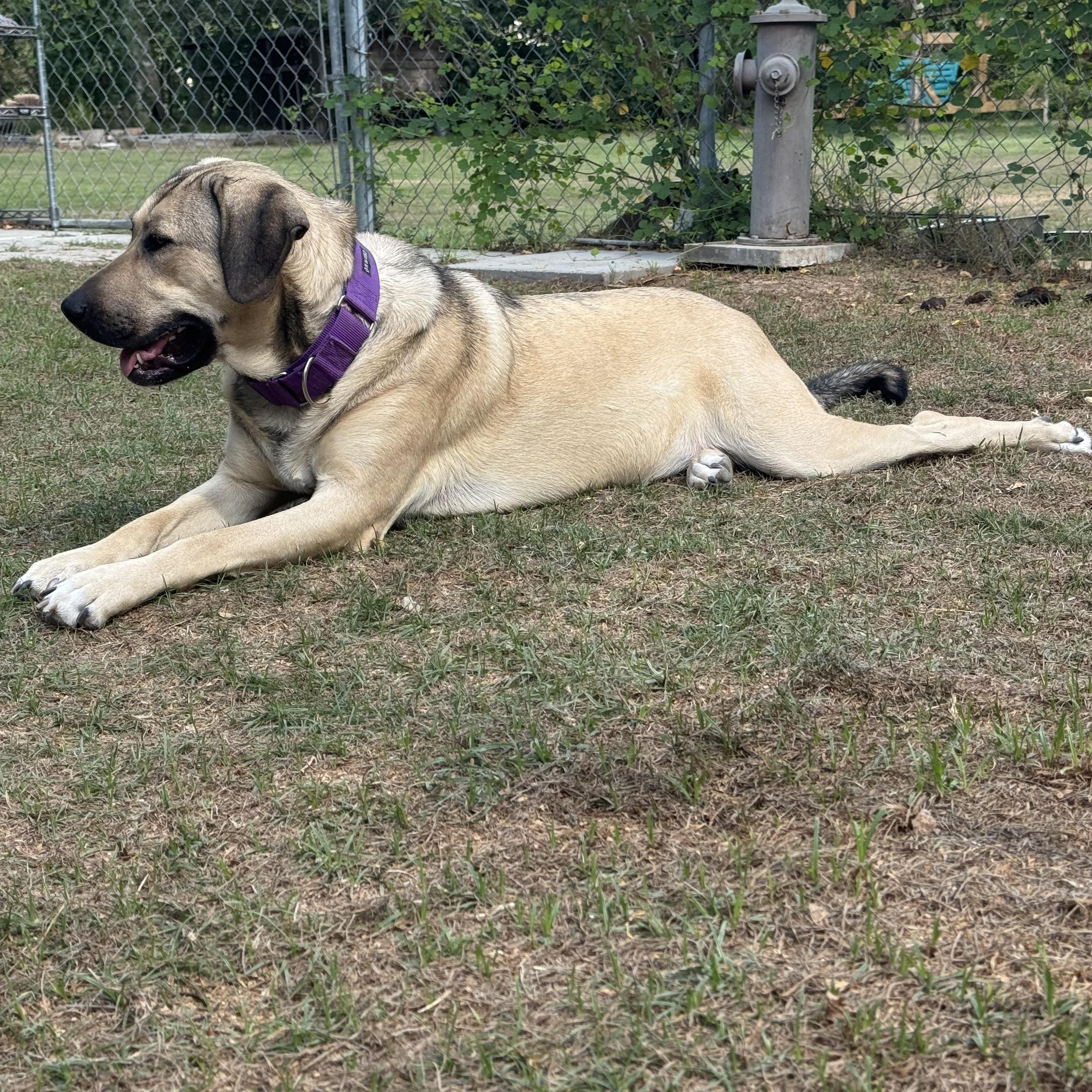 Enlarge FINLEY, a Adoptable mixed breed in Alvin, TX image 4/5
