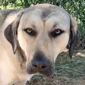 FINLEY, Adoptable, Young Female Anatolian Shepherd & Catahoula Leopard Dog.