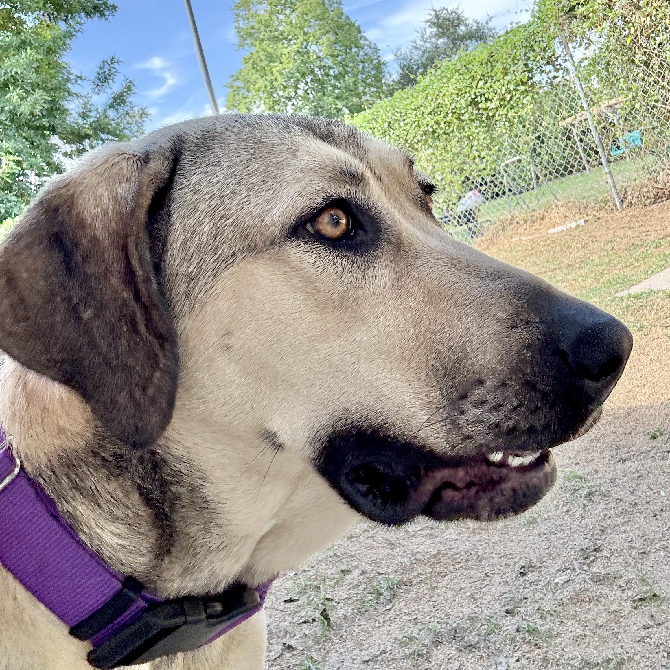 Enlarge FINLEY, a Adoptable mixed breed in Alvin, TX image 1/5