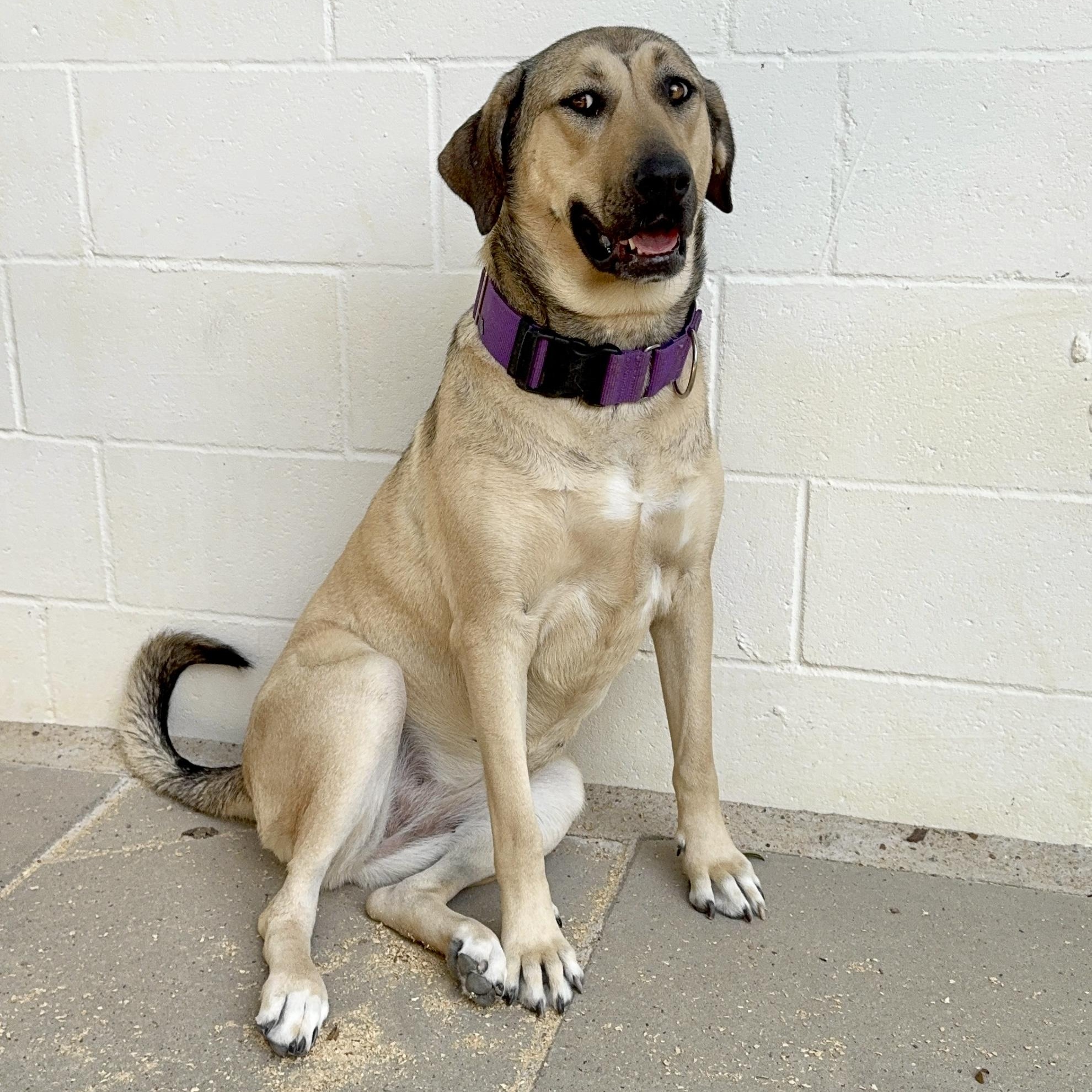 Enlarge FINLEY, a Adoptable mixed breed in Alvin, TX image 5/5