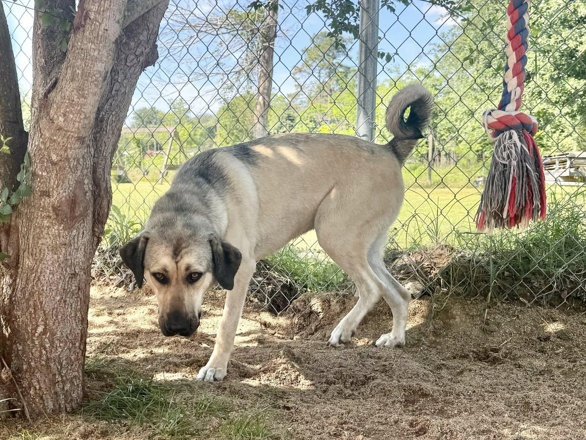 Enlarge FINLEY, a Adoptable mixed breed in Alvin, TX image 4/4