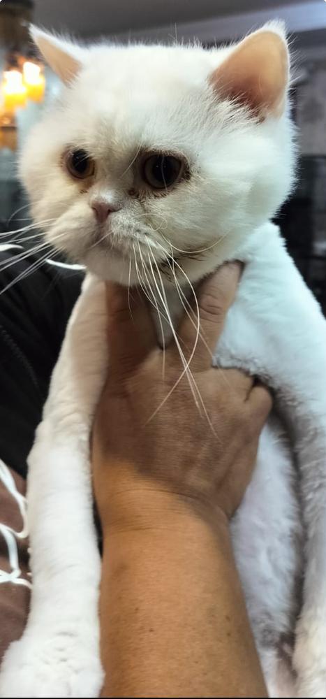 Toboro, a Adoptable Persian in Vienna , VA image 1/2