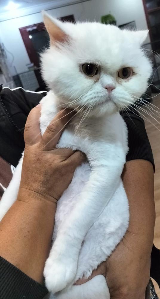 Toboro, a Adoptable Persian in Vienna , VA image 2/2