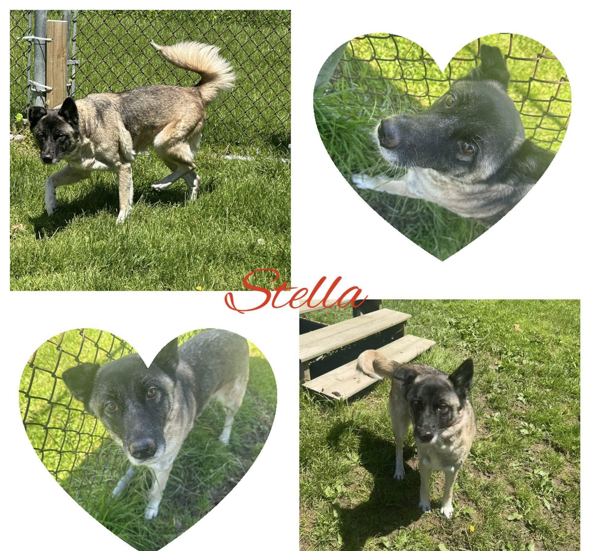 Stella, Adult Female Akita