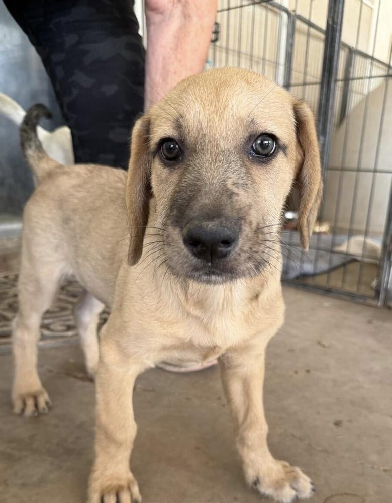 Boomer, Adoptable, Puppy Male Hound & Shepherd.