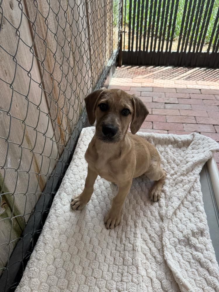 Boomer, a Adoptable mixed breed in San Diego, CA image 2/6