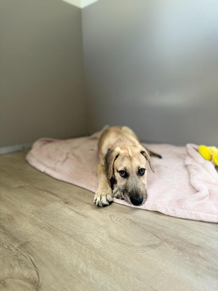 Boomer, a Adoptable mixed breed in San Diego, CA image 4/6