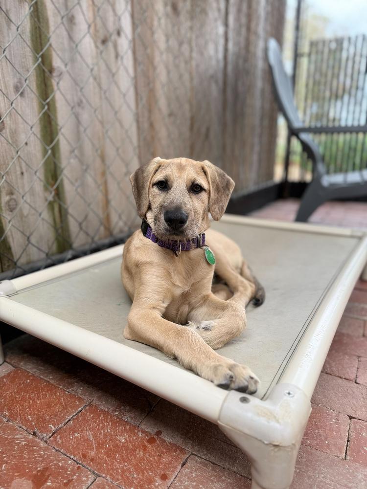 Boomer, a Adoptable mixed breed in San Diego, CA image 5/6