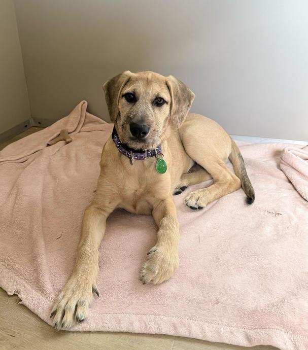 Boomer, a Adoptable mixed breed in San Diego, CA image 6/6